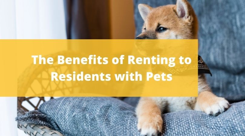 Allowing Pets in Your Rental Properties - The Pros and Cons
