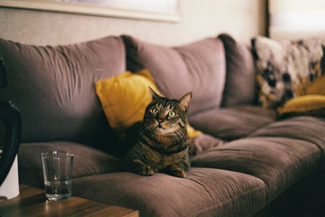 cat-laying-on-couch