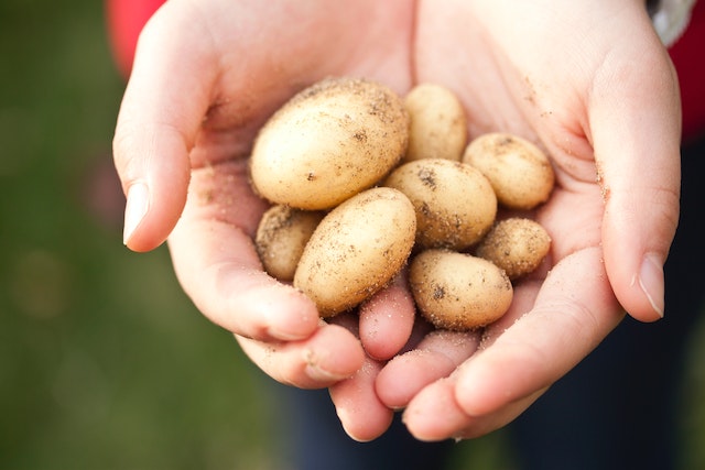 person holding potatoes