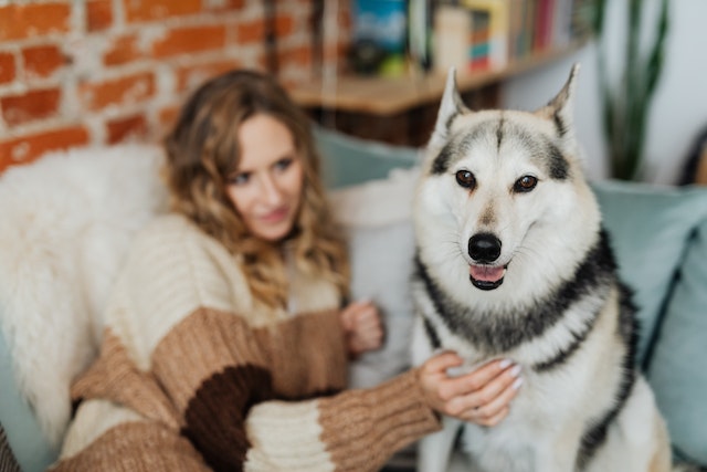 person petting dog