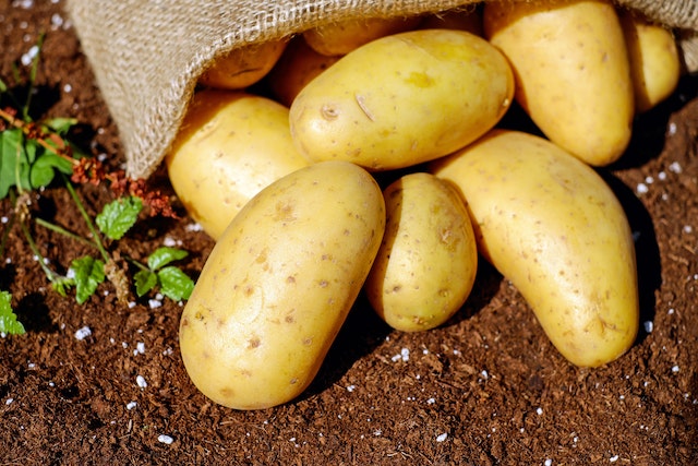 potatoes laying on ground